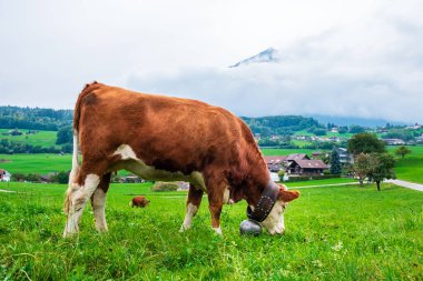 İsviçre 'de Alps dağlarında çan yiyen kahverengi inek. Yazın veya sonbaharın başında yeşil çimlerin üzerinde şirin ineklerle güzel manzaralar. Arka planda tipik İsviçre evleri.