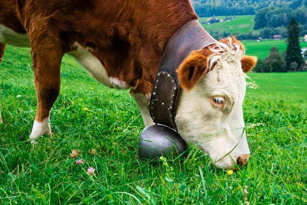 Close Brown Cow Bell Eating Grass Pasture Alps Mountains Switzerland — Stock Photo, Image