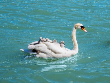 Mother swan carries six little cygnets on her back while swimming in river. Family and children care and protection. Mom taking care of her babies. clipart