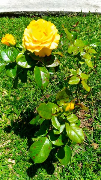 Κίτρινα Τριαντάφυλλα Στον Κήπο — Φωτογραφία Αρχείου