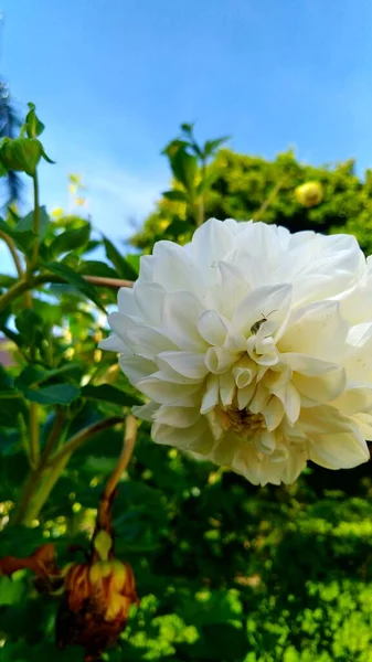 Όμορφο Λευκό Λουλούδι Στον Κήπο — Φωτογραφία Αρχείου