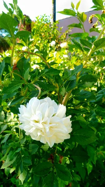 Hermosa Flor Blanca Jardín —  Fotos de Stock