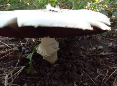 A big white mushroom with a tiny white feather on the top, side view of champion clipart