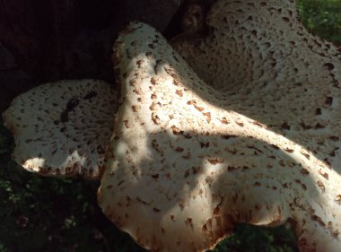 Güneş ışığı büyük beyaz bir mantarın üstünde dans eder ve küçük bir mantar gölgede saklanır.