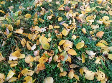 Zümrüt çimenlerdeki parlak altın yapraklar