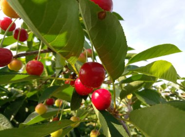 Olgun kırmızı kirazlar ağaç dalında, olgun kırmızı kirazlar yeşil yapraklarla