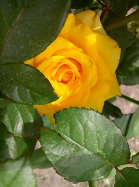 Bahçede güzel sarı bir gül, yapraklarda güzel sarı bir gül.