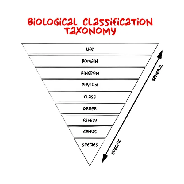 Clasificación Biológica Rango Taxonómico Nivel Relativo Grupo Organismos Taxón Una — Archivo Imágenes Vectoriales