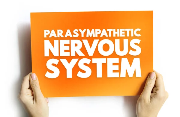 Sistema Nervoso Parassimpático Rede Nervos Que Relaxa Seu Corpo Após — Fotografia de Stock