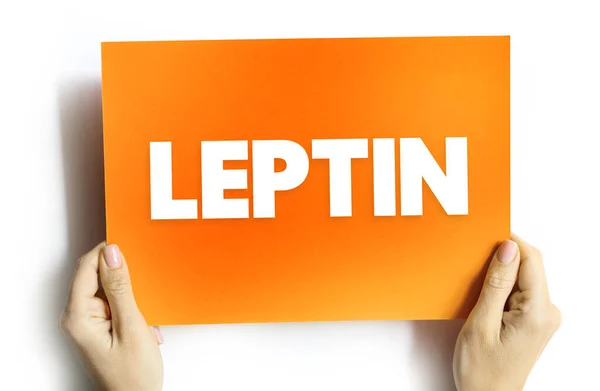 Leptin Hormone Made Adipose Cells Its Primary Role Regulate Long — Stock Photo, Image