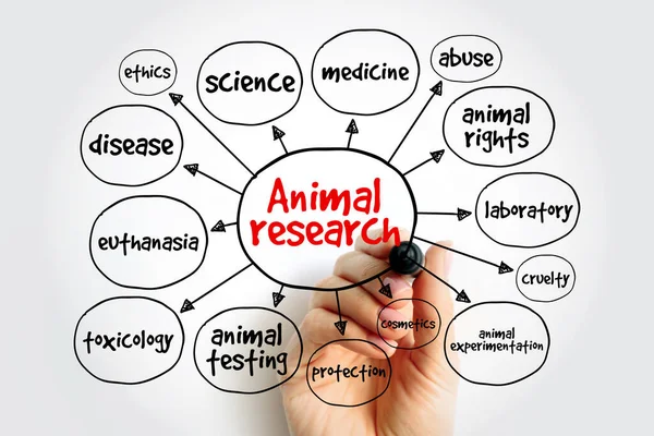 Állatkutatási Elmetérkép Prezentációk Jelentések Koncepciója — Stock Fotó