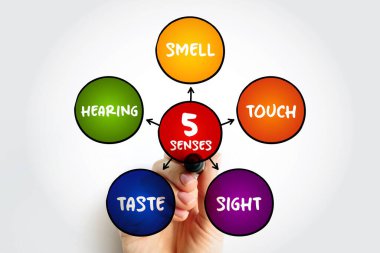 Five basic human senses: touch, sight, hearing, smell and taste,  mind map concept for presentations and reports