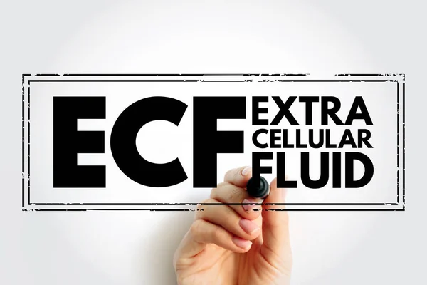 Ecf Extracellular Fluid Body Fluid Contained Cells Acronym Text Concept — Foto Stock