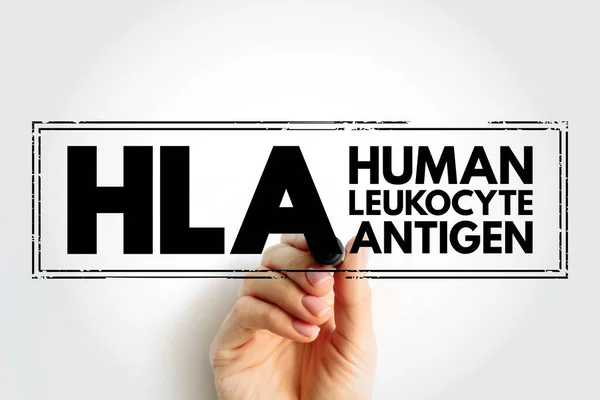 HLA Human Leukocyte Antigen - complex of genes on chromosome 6 in humans which encode cell-surface proteins, acronym text stamp concept background