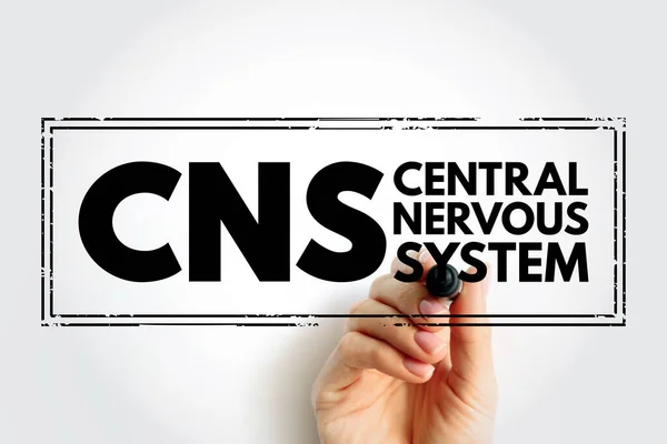 Cns Sistema Nervoso Central Parte Sistema Nervoso Que Consiste Principalmente — Fotografia de Stock