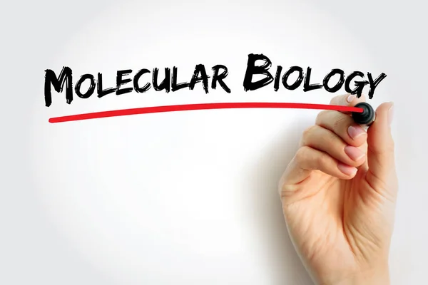 Molekuláris Biológia Biológiai Aktivitás Molekuláris Alapját Vizsgáló Biológiai Szöveges Koncepció — Stock Fotó