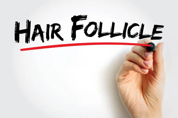 Follicle Włosów Jest Organem Występującym Skórze Ssaków Tło Koncepcji Tekstu — Zdjęcie stockowe