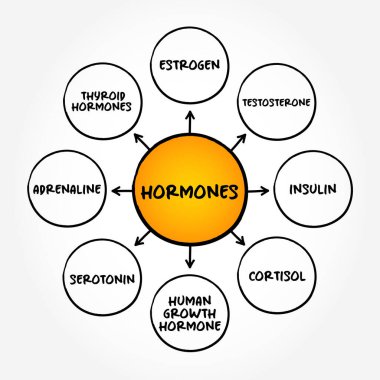 Hormonlar - vücudunuzun kimyasal habercileri, zihin haritası konsepti geçmişi