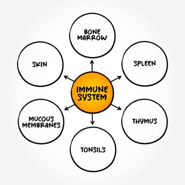 Bağışıklık Sistemi - vücudu enfeksiyonlara karşı koruyan karmaşık organ ağı, zihin haritası konsepti arka planı
