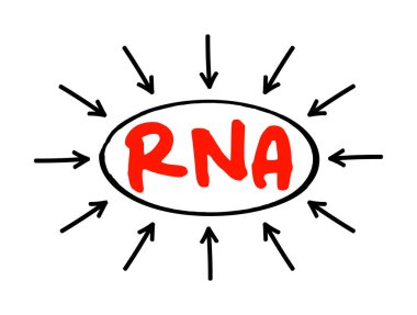 RNA Ribonükleik asit - genlerin düzenlenmesi ve ifade edilmesinde çeşitli biyolojik rollerde polimerik molekül, oklu kısaltma metni