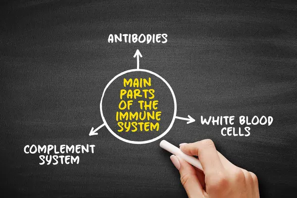 Stock image Main parts of the immune system mind map text concept for presentations and reports