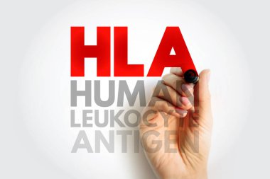 HLA İnsan Lökosit Antijeni - Kromozom 6 'daki karmaşık genler hücre yüzeyi proteinlerini, kısaltma metin konseptini kodlar