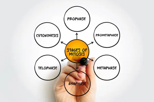 stock image Stages of Mitosis mind map text concept for presentations and reports