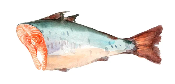 水彩画 鲑鱼片 海生动物 手绘的日本寿司的配料 新鲜的食物 维生素D的来源 欧米加 咖啡店 — 图库照片