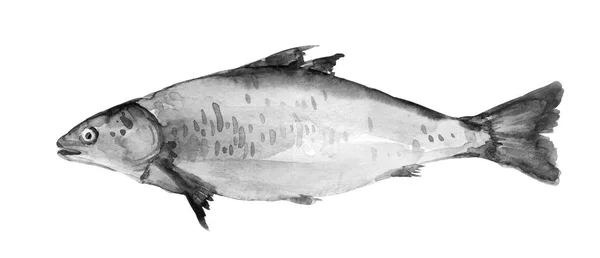 大西洋鲑鱼水彩画 一条鱼 感动的象征 白色背景手绘水彩画 剪裁艺术设计元素 — 图库照片