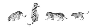 white tiger print watercolor clipart, tiger illustration clip art, tiger printable sticker