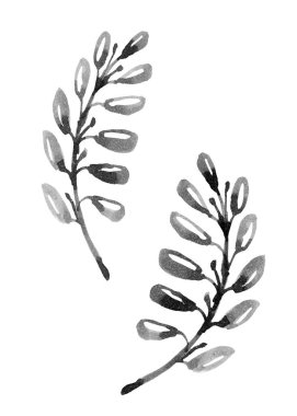 Leaves and branches collection. Hand drawn plant elements painted with a brush. Rough twig, leaves or sprig. Silhouette of herbs isolated on white background. Clip art and icons floral element