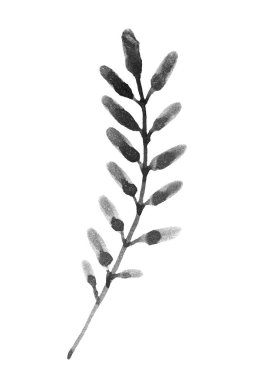 Abstract floral Leaves and Branches silhouettes on white background. Watercolor illustration.