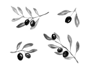 Mürekkep çizilmiş zeytin dalları, suluboya çizimleri.
