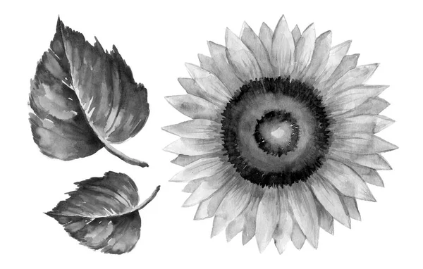 Solros Isolerad Vit Bakgrund Akvarell Botanisk Illustration Handritning — Stockfoto