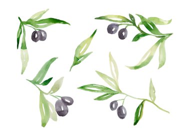 suluboya, zeytin, beyaz arkaplan üzerine kurulmuş