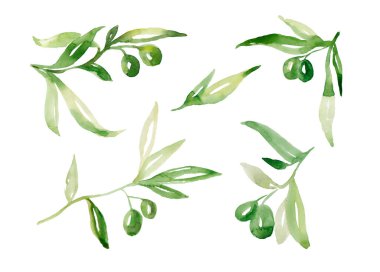 Yeşil zeytin ve yaprakları ile suluboya zeytin ağacı dalı ayarlayın. Tasarım, baskı, kumaş veya arka plan için beyaz arka plan üzerine yalıtılmış el boyaması çiçek illüstrasyon