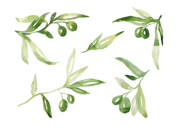 Ветка Акварели Оливкового Дерева Зелеными Оливками Листьями Ручная Покрашенная Цветочная — стоковое фото