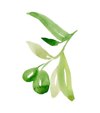Beyaz arka planda suluboya zeytin dalı. El çizimi ve izole edilmiş doğal nesne.