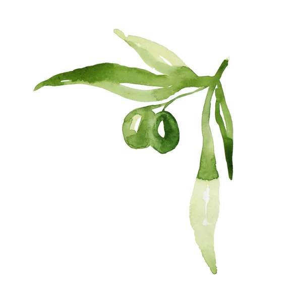 Aquarell Olivenzweig Mit Blättern Und Früchten Isoliert Auf Weißem Hintergrund — Stockfoto