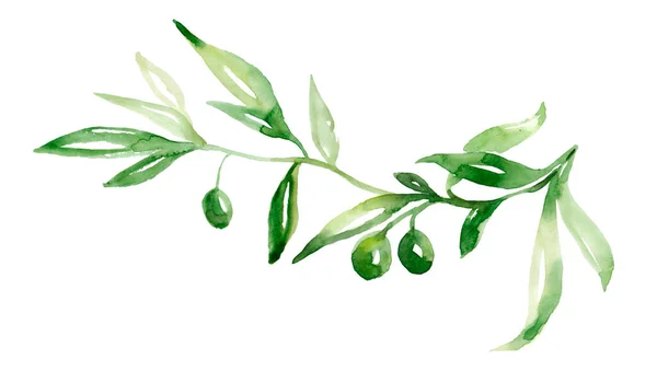 Watercolor Olive Branch Leaves Fruits Isolated White Background Floral Illustration — Stock Photo, Image
