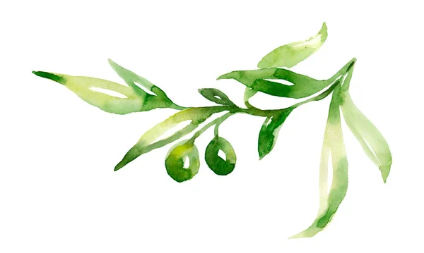Akvarell Zöld Olajág Készlet Kézzel Festett Virág Ábra Olajbogyó Gyümölcs — Stock Fotó