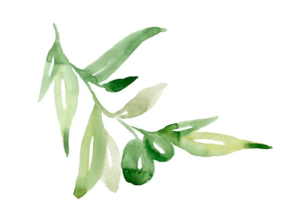 Olajág Akvarell Illusztráció Érett Zöld Gyümölcsök Lédús Levelek Mediterrán Ágán — Stock Fotó