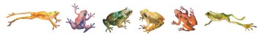 Hand drawn watercolor set of colorful tropical frogs isolated on white. Stock illustration of beautiful wild creatures. clipart