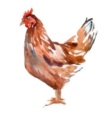 Tavuk. Beyaz arkaplanda suluboya çizimi.