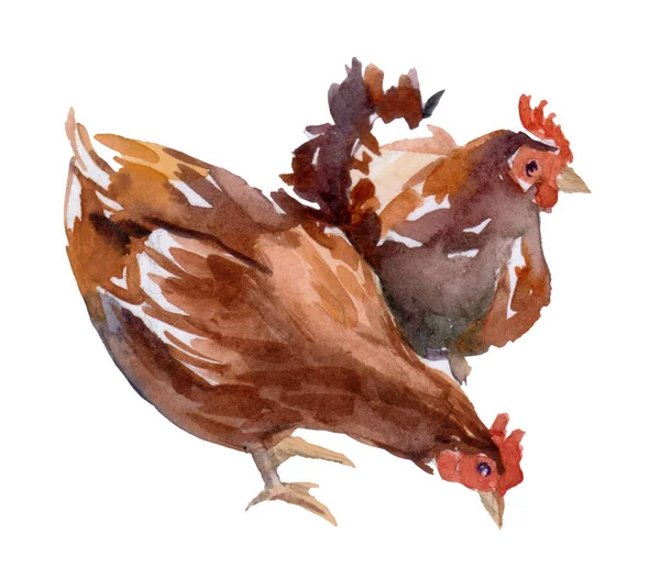 galinha marrom, frango de um toque de aquarela, desenho colorido