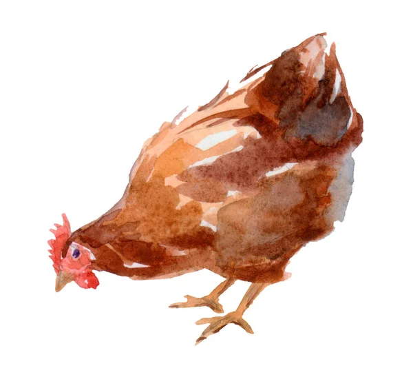 Acuarelă Ilustrație Unei Găini Pasăre Sat Desen Izolat Din Mâna — Fotografie, imagine de stoc