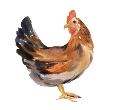 Catalana tavuğu. Kümes hayvancılığı. Tavuk, seri üretir. yerli çiftlik kuşu suluboya çizimi