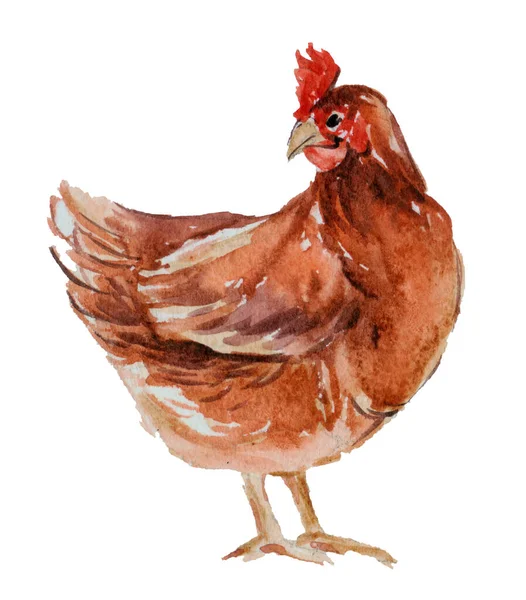 Κόκκινη Κότα Εκτροφή Πουλερικών Κοτόπουλο Φυλές Σειρά Οικόσιτο Πτηνό — Φωτογραφία Αρχείου