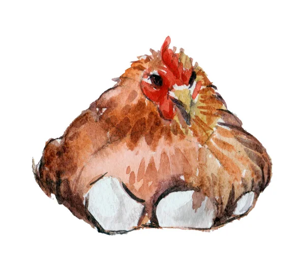 Waterkleur Ansichtkaart Schattige Kip Broedt Eieren — Stockfoto