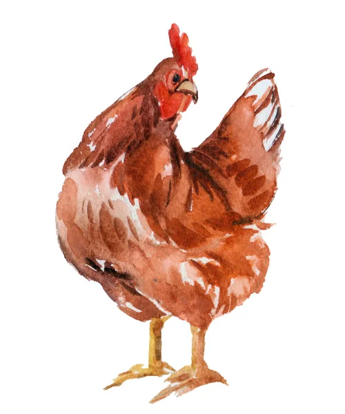 Υδατογραφία Ωραίο Καφέ Κοτόπουλο Κότα Χέρι Ζωγραφισμένο Πολύχρωμο Πουλί Απομονωμένο — Φωτογραφία Αρχείου